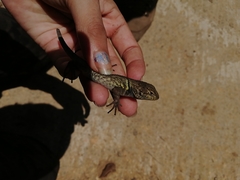 Sceloporus formosus