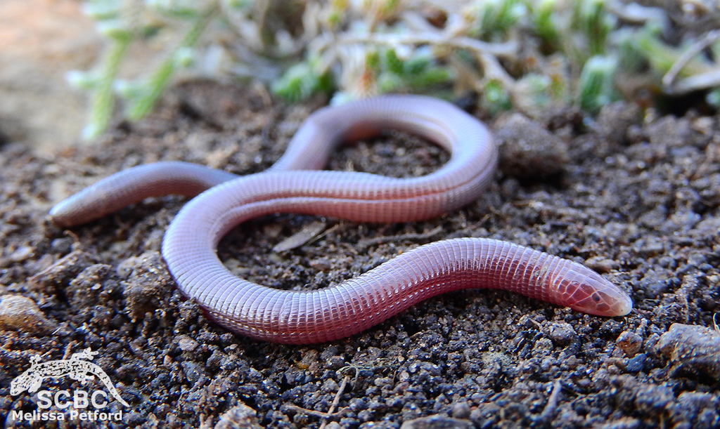 Van Dam's Dwarf Worm Lizard
