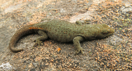 Ocellated Dwarf Gecko, Lygodactylus ocellatus