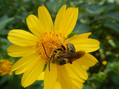 Svastra obliqua obliqua