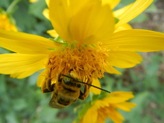 Svastra obliqua obliqua