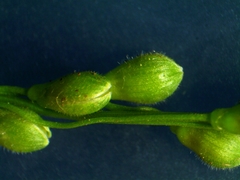 Dichanthelium xanthophysum