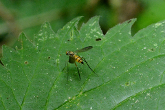 Neurigona suturalis