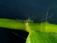 Dichanthelium xanthophysum