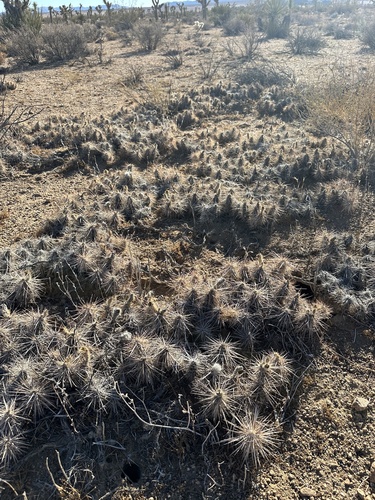 Image of Grusonia parishii by (c) Melanie J. Davis, some rights reserved (CC BY)