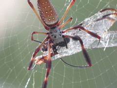 Trichonephila clavipes image