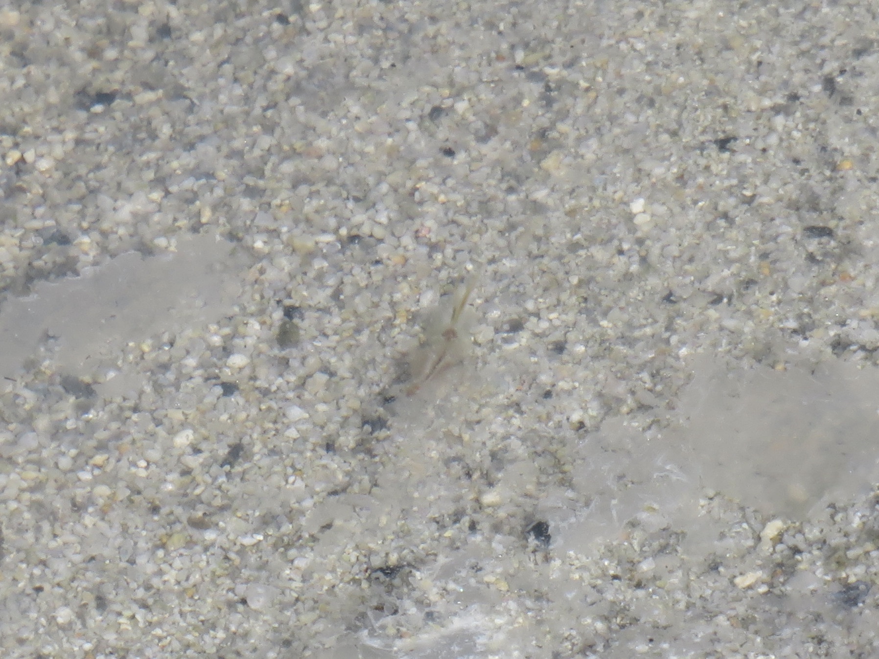Artemia monica Verrill, 1869
