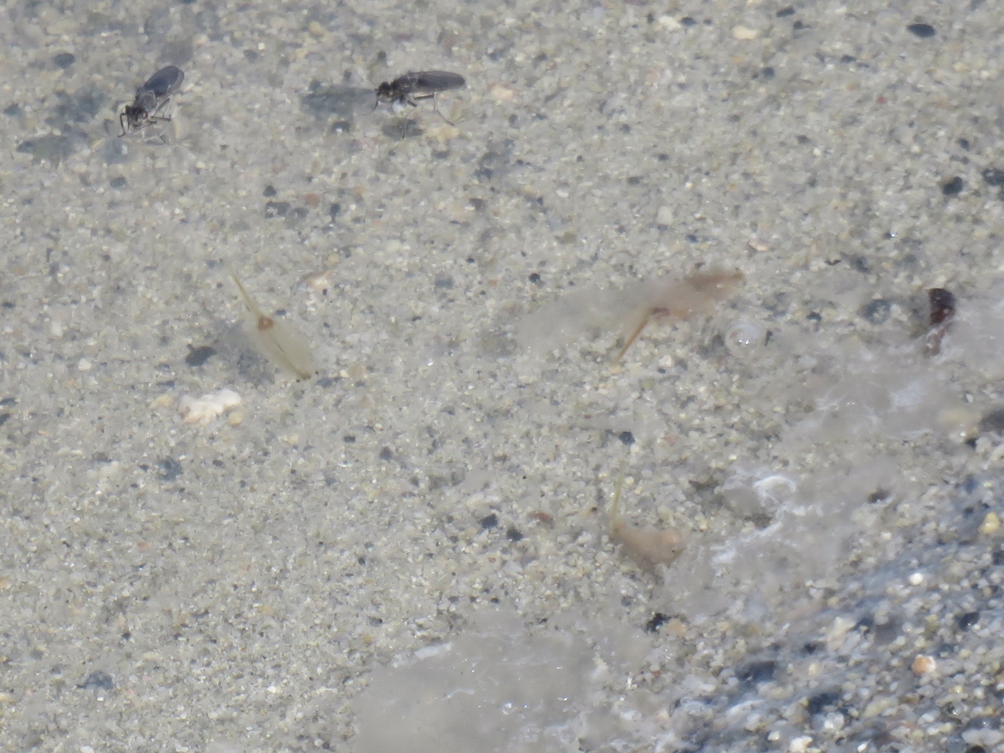 Artemia monica Verrill, 1869