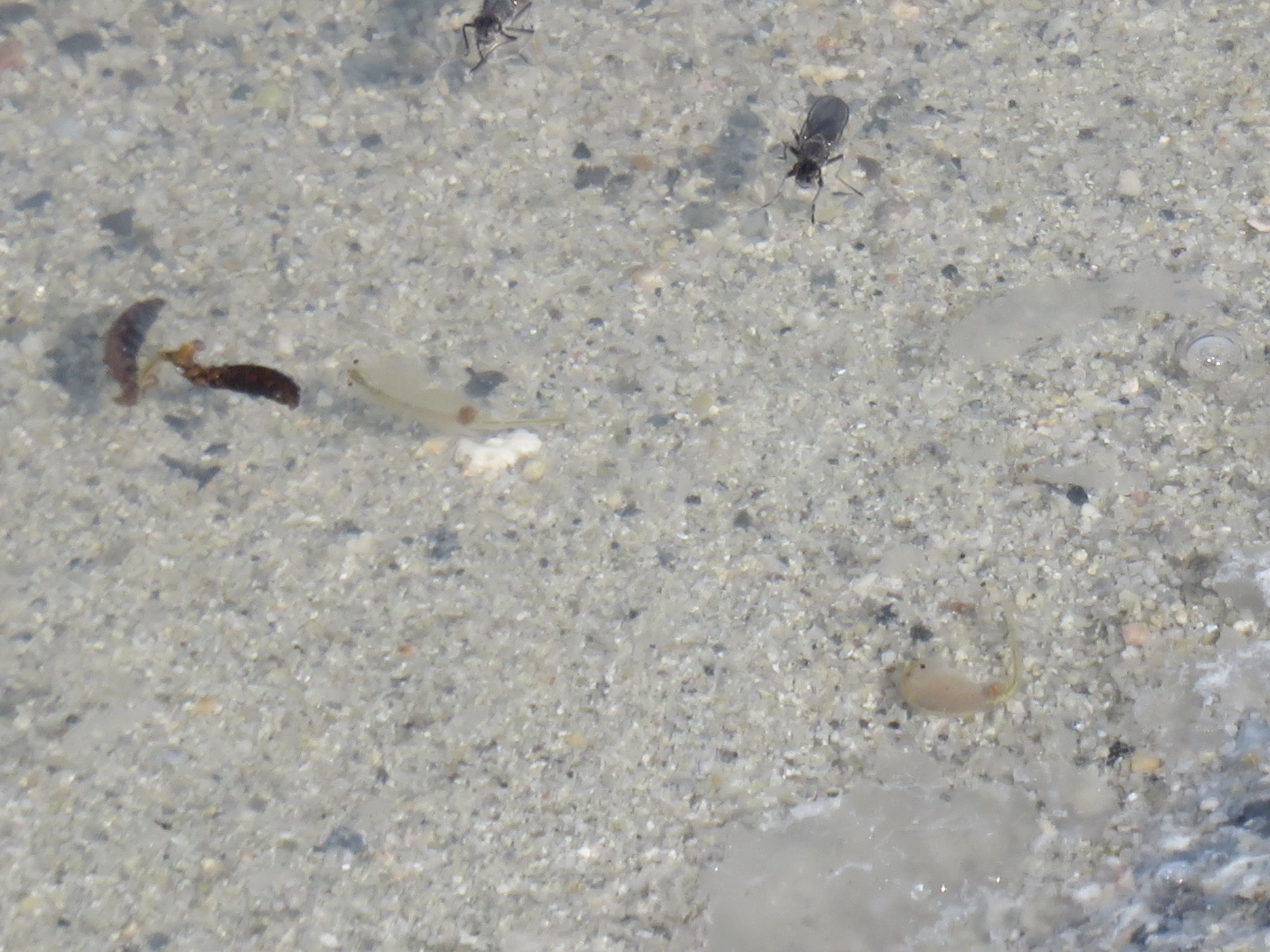 Artemia monica Verrill, 1869