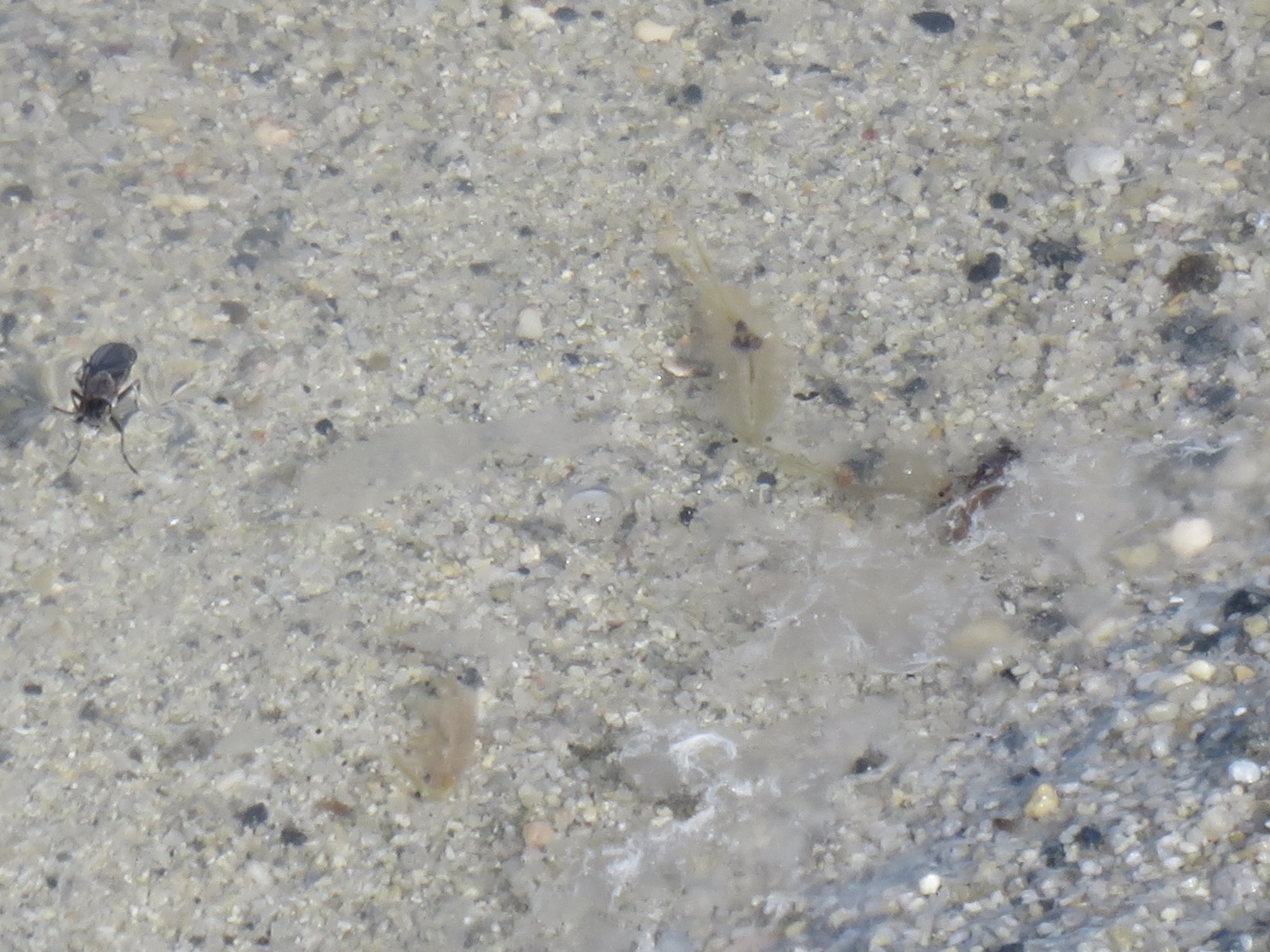 Artemia monica Verrill, 1869