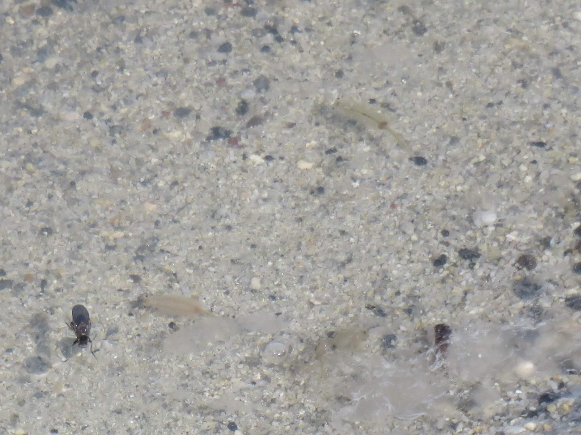 Artemia monica Verrill, 1869