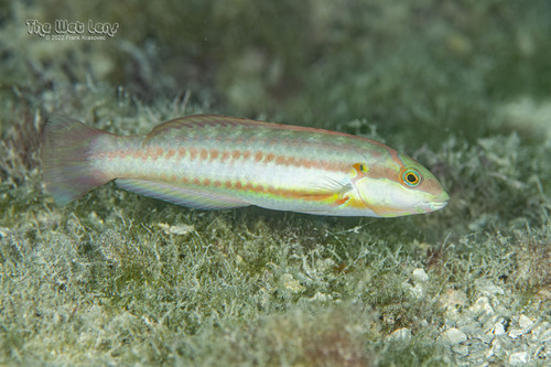 Slippery Dick