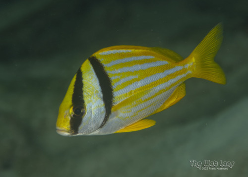 Porkfish