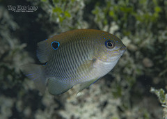 Dusky Damselfish photo 4