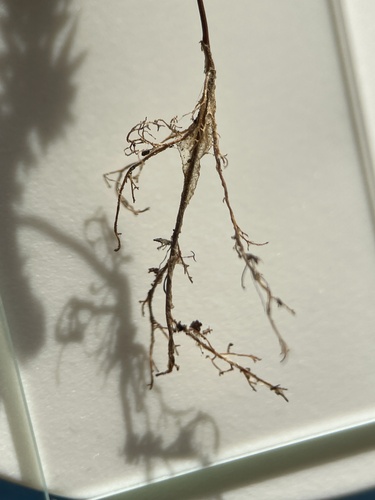 Image of Selaginella hansenii by no rights reserved