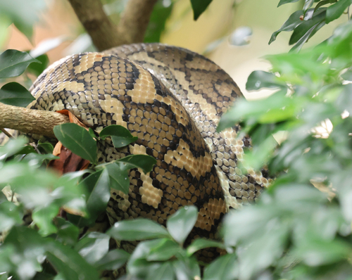 Coastal Carpet Python sighting