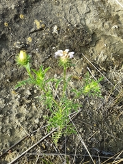Machaeranthera tanacetifolia
