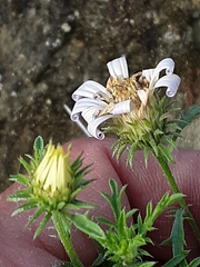 Machaeranthera tanacetifolia