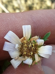 Machaeranthera tanacetifolia