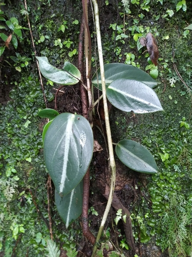 Peperomia maculosa