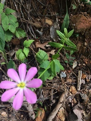 Sabatia capitata