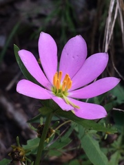 Sabatia capitata