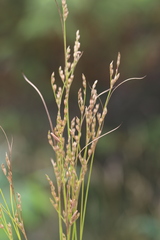 Juncus secundus