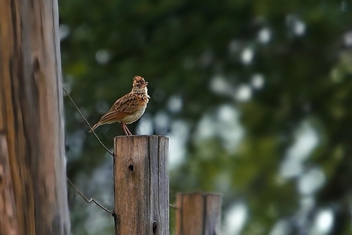 Rufous-naped Lark