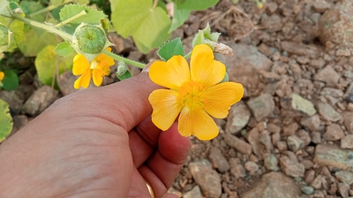 Ragged Mallow