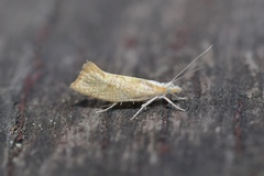 Ypsolopha lucella
