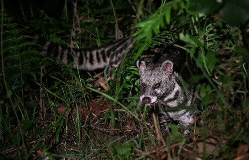 Malayan Civet