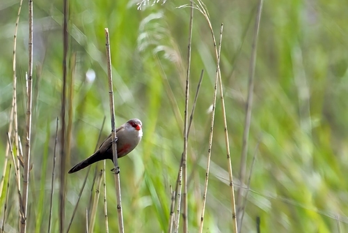 Common Waxbill