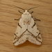 Light Ermine Moth - Photo (c) Donald Hobern, some rights reserved (CC BY)