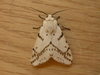 Light Ermine Moth - Photo (c) Donald Hobern, some rights reserved (CC BY)