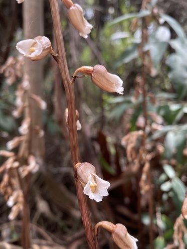 Image of Gastrodia procera by (c) John Van Den Nouwelant, some rights reserved (CC BY)