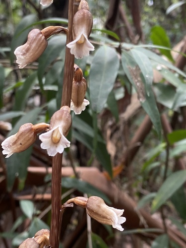 Image of Gastrodia procera by (c) John Van Den Nouwelant, some rights reserved (CC BY)