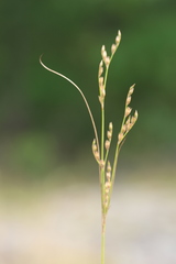 Juncus secundus