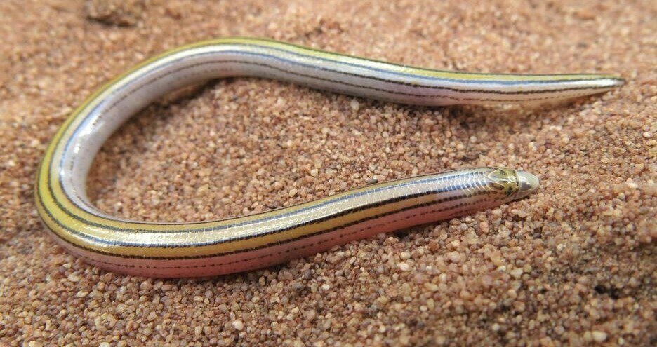 Richard's Legless Skink