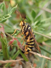 Bembecia ichneumoniformis