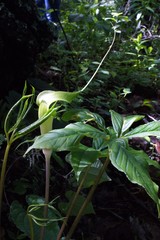 Arisaema macrospathum