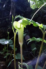 Arisaema macrospathum