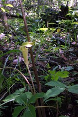 Arisaema macrospathum
