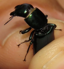 Temnoscheila virescens