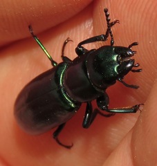 Temnoscheila virescens