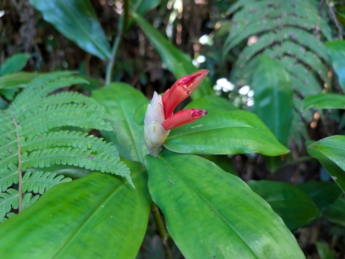 Image of Costus pulverulentus by (c) Damien Wallace, some rights reserved (CC BY)