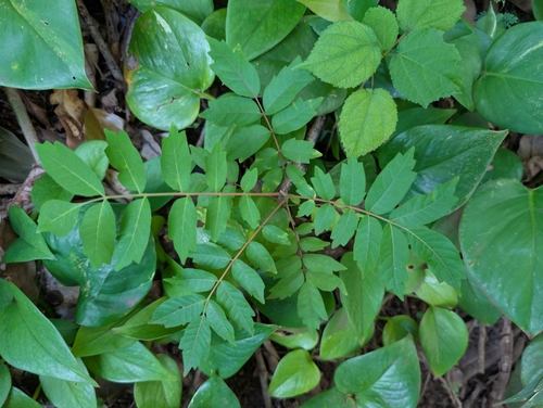 Image of Rhus taitensis by (c) Damien Wallace, some rights reserved (CC BY)