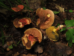 Xerocomellus cisalpinus