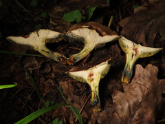 Xerocomellus cisalpinus