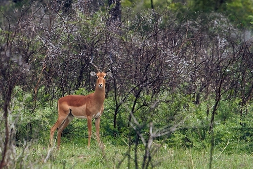 Common Impala