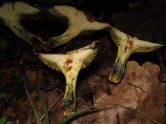 Xerocomellus cisalpinus